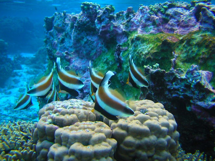 National Park of America Samoa Snorkeling National Park of America Samoa Snorkeling