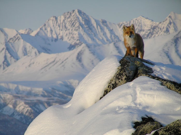 Red Fox in Lake Clark National Park