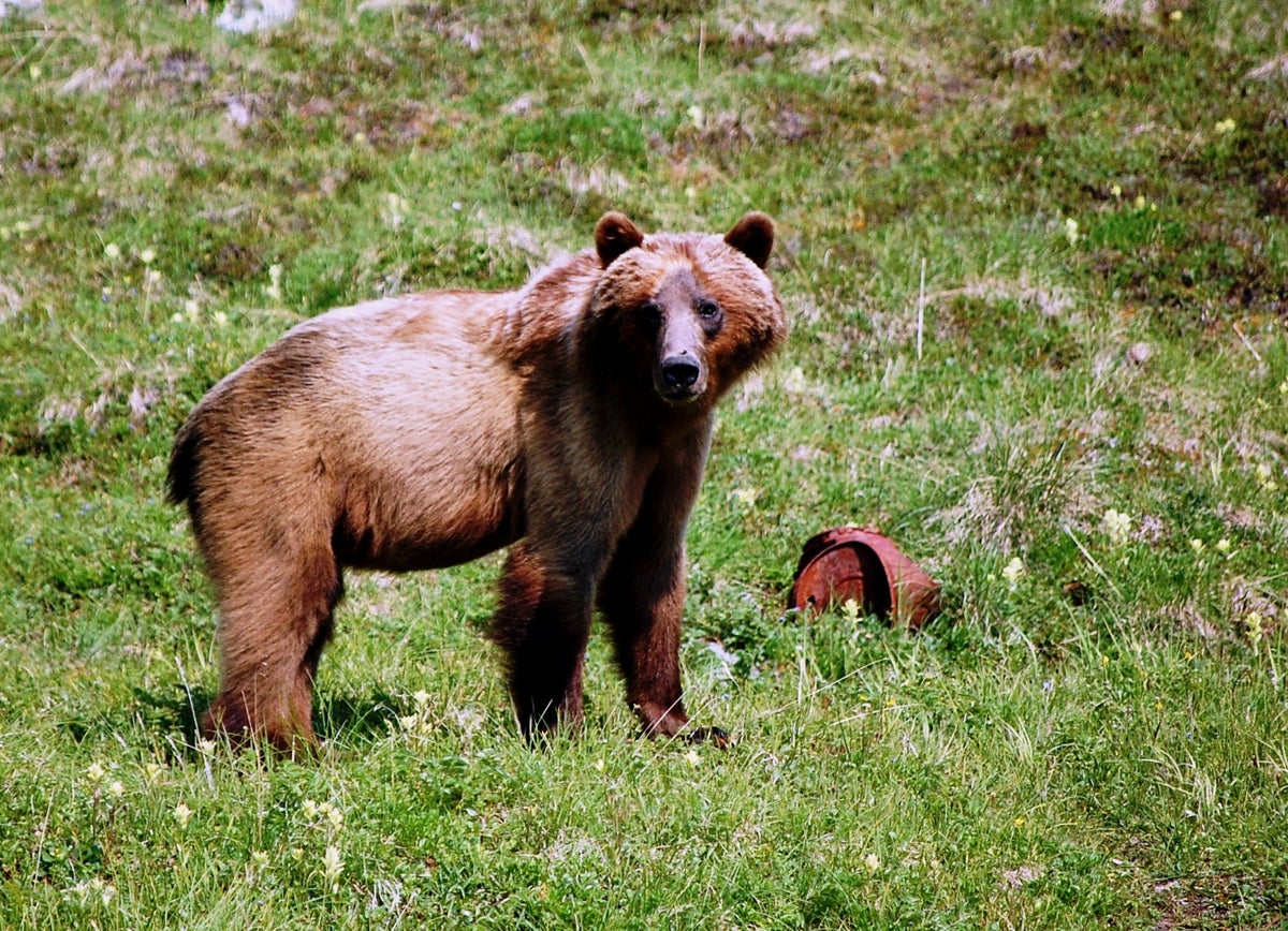 Wrangell St. Elias National Park and Preserve Wildlife