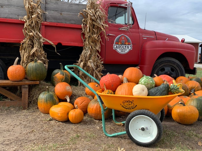 Carolyns pumpkin patch