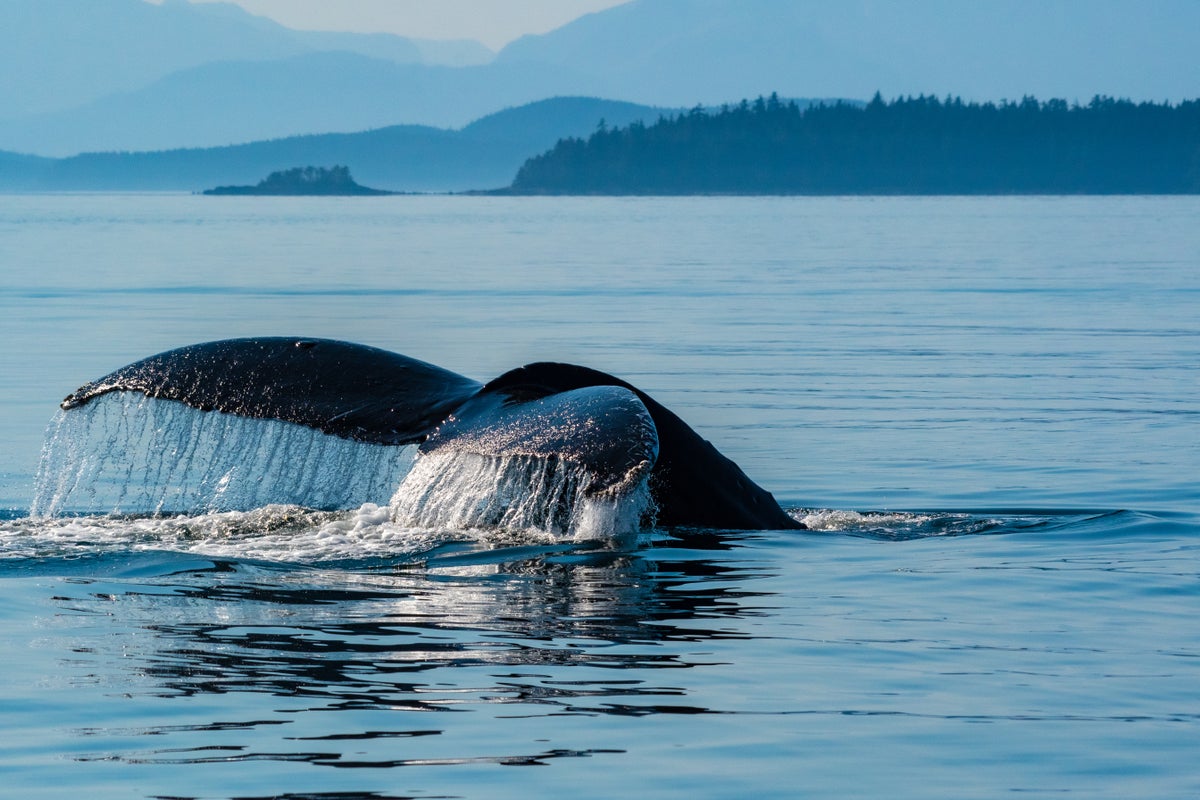 Humpback whale fluke in Alaska