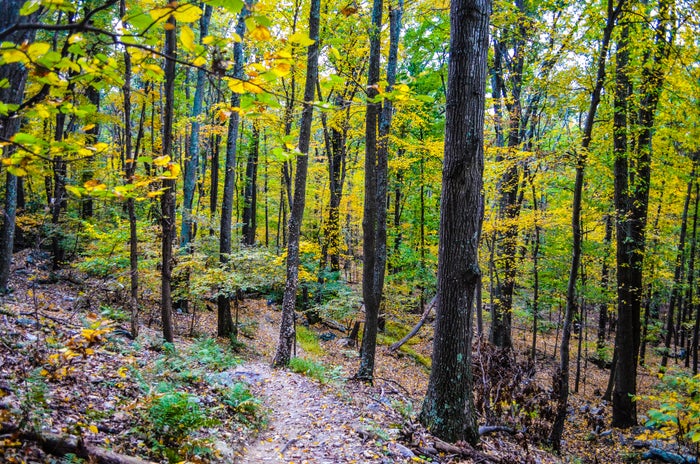 Loudoun Heights Trail in the fall