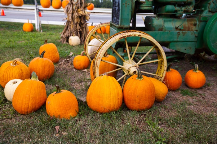 Pumpkin patch