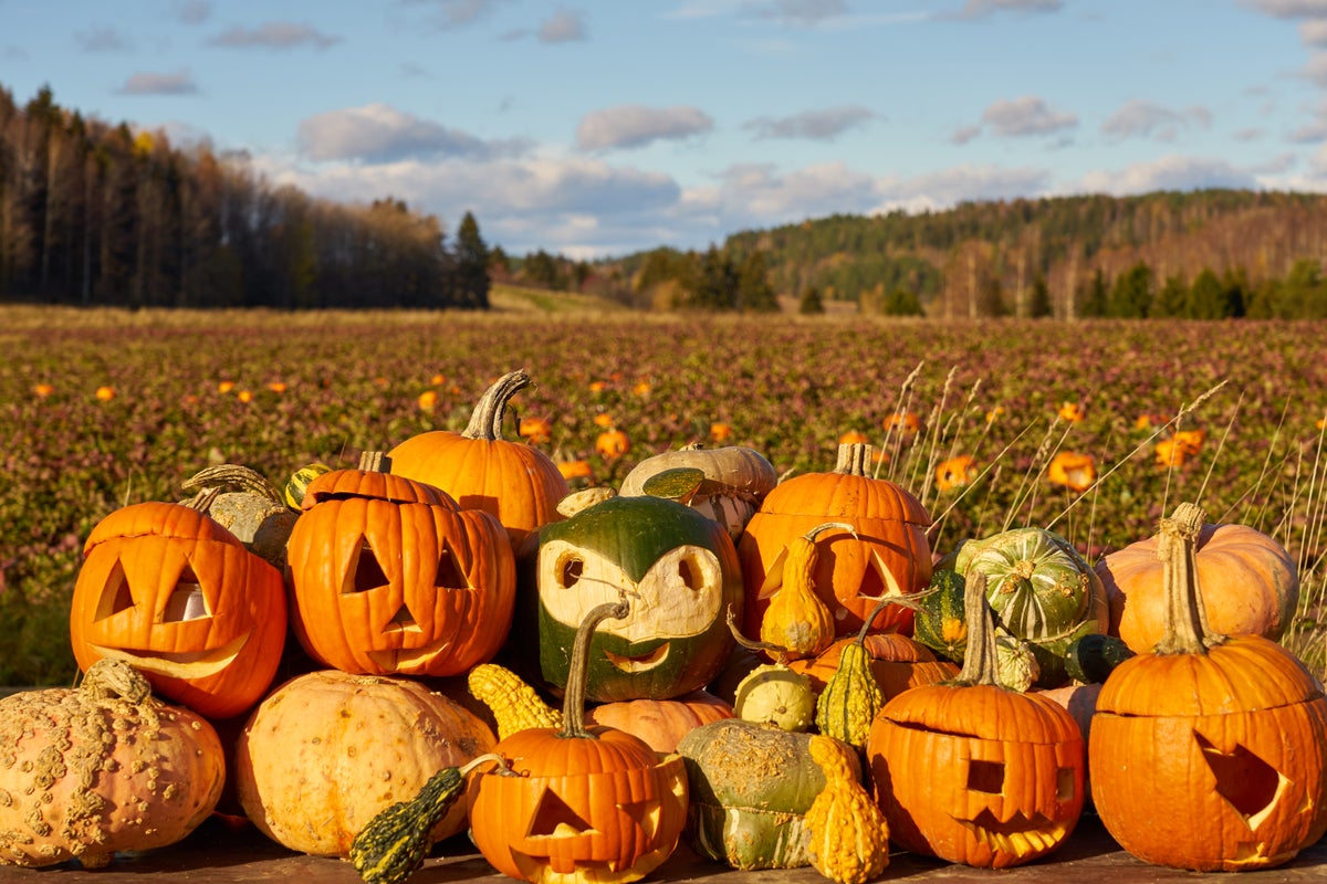The 10 Best Pumpkin Patches for Unforgettable Fall Fun [2023]