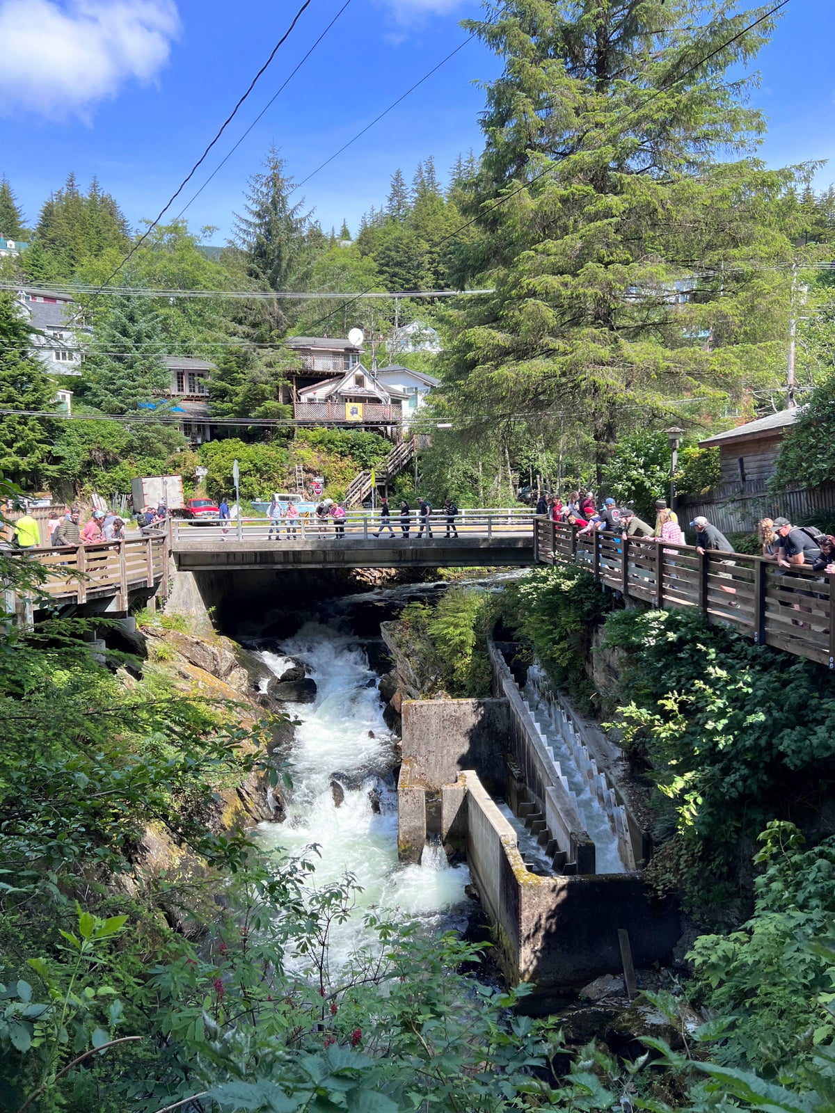 Salmon viewing and fish ladder in Ketchikan