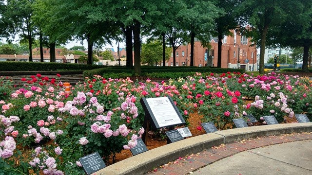 World Peace Rose Garden MLK
