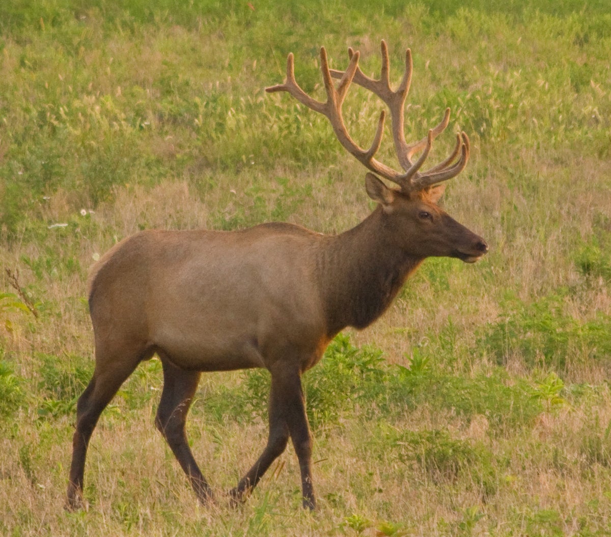 Bull Elk Cumberland Gap