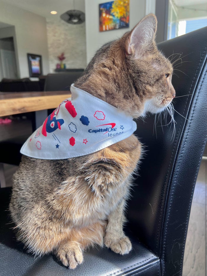 Cat wearing Capital One Lounge bib scarf Cat wearing Capital One Lounge bib scarf