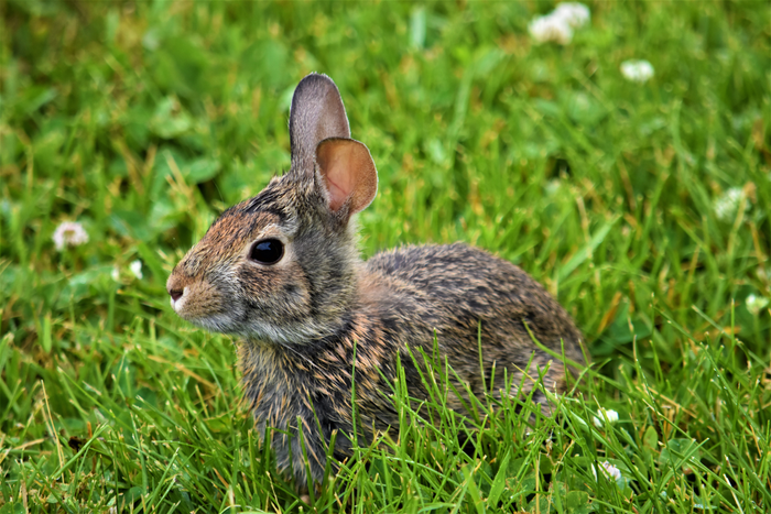 Eastern Cottontail Eastern Cottontail