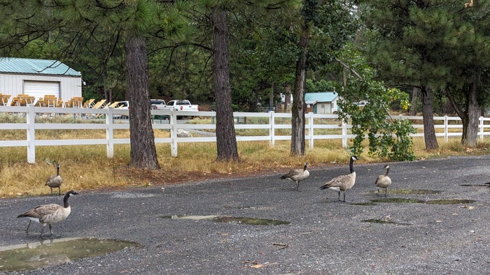 Thousand Trails Yosemite Lakes cabin geese Thousand Trails Yosemite Lakes cabin geese
