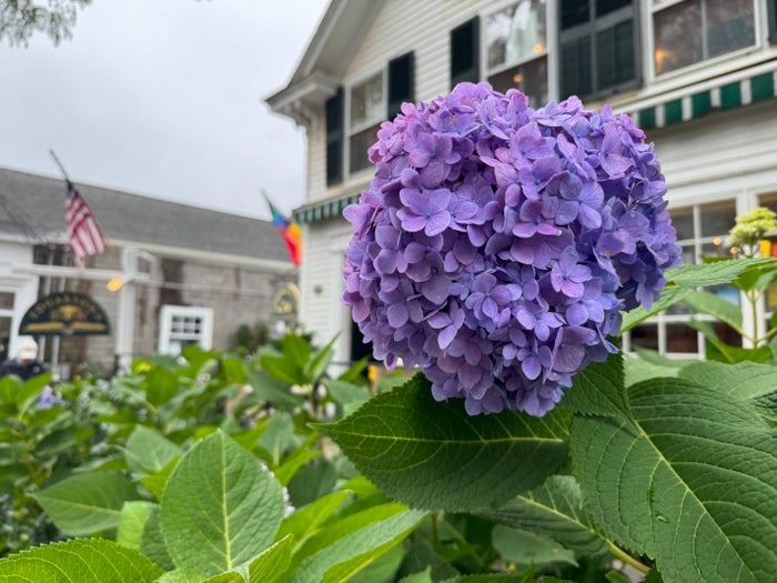 iPhone 15 Pro photo of Marthas Vineyard hydrangea Main camera lens iPhone 15 Pro photo of Marthas Vineyard hydrangea Main camera lens