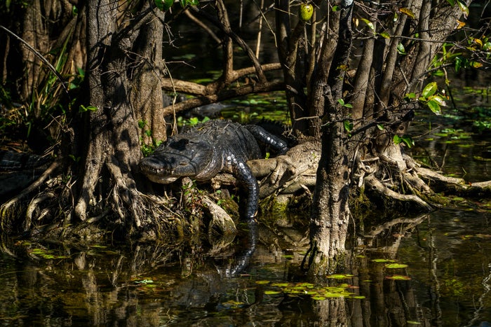 Big Cypress National Preserve Wildlife Viewing Big Cypress National Preserve Wildlife Viewing
