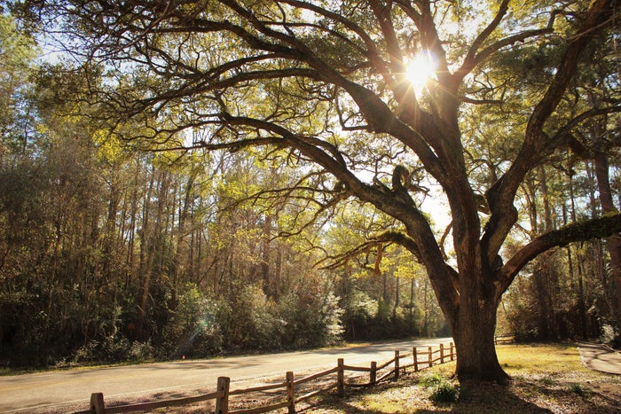 Big Thicket National Preserve Guide — Visitor Center, Hiking, and More