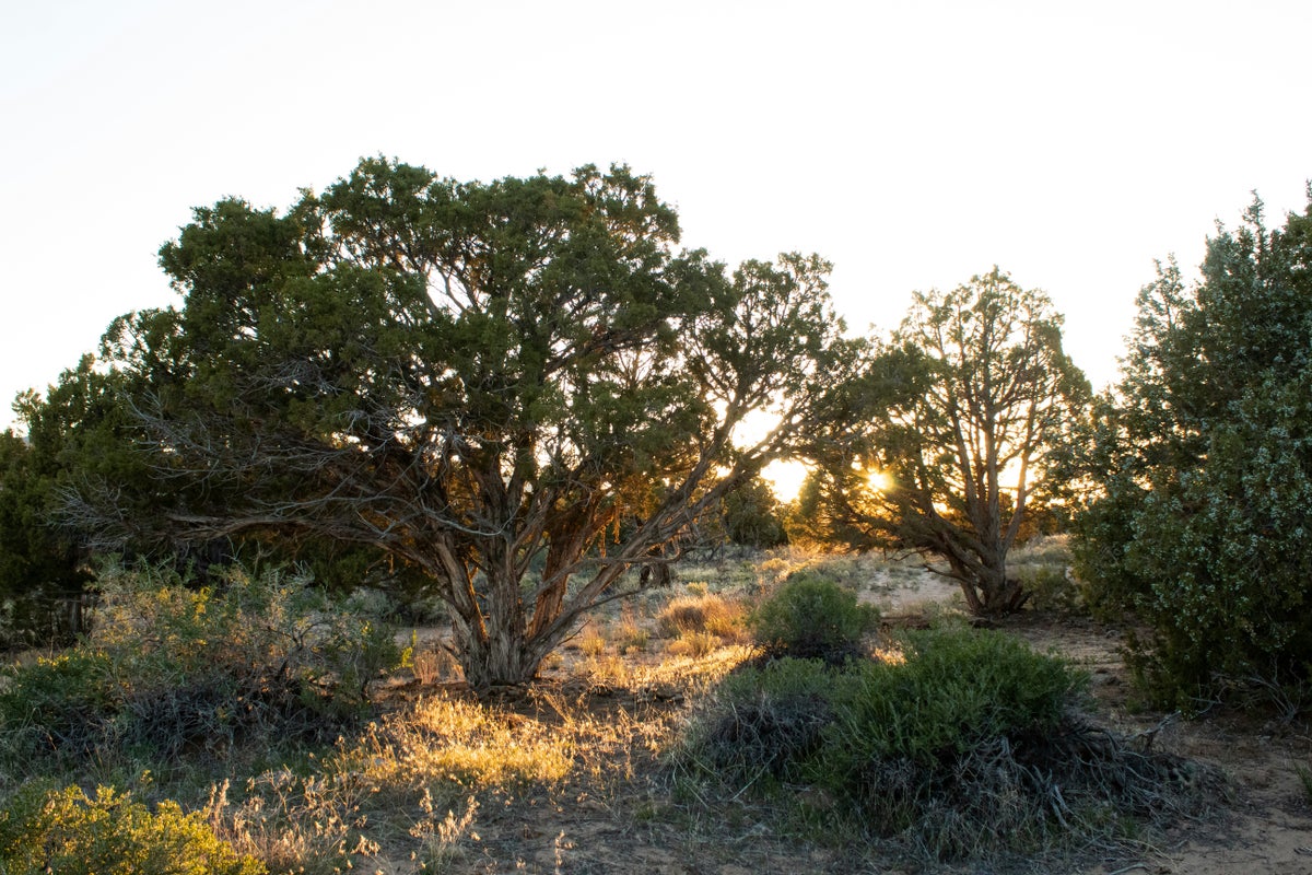 Dinosaur National Monument Guide — Camping, Quarry, and More