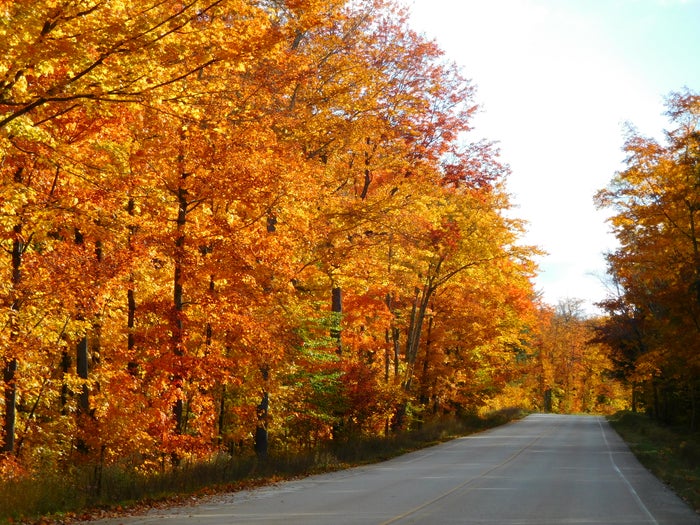 H 58 Roadside Trees H 58 Roadside Trees