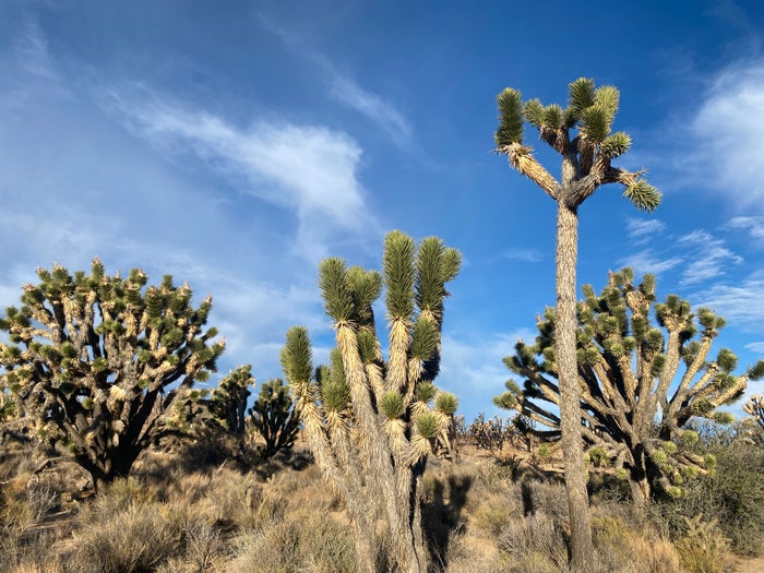 Joshua Trees on Cima Dome Joshua Trees on Cima Dome