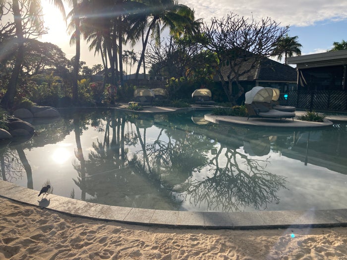 Sheraton Fiji Golf and Beach Resort adults only pool Sheraton Fiji Golf and Beach Resort adults only pool