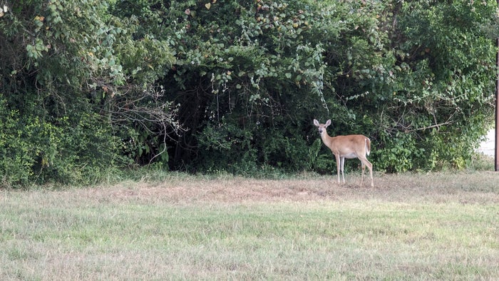 Thousand Trails Colorado River deer wildlife