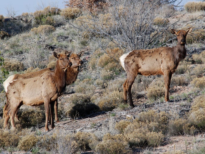 Bandelier National Monument Wildlife Bandelier National Monument Wildlife