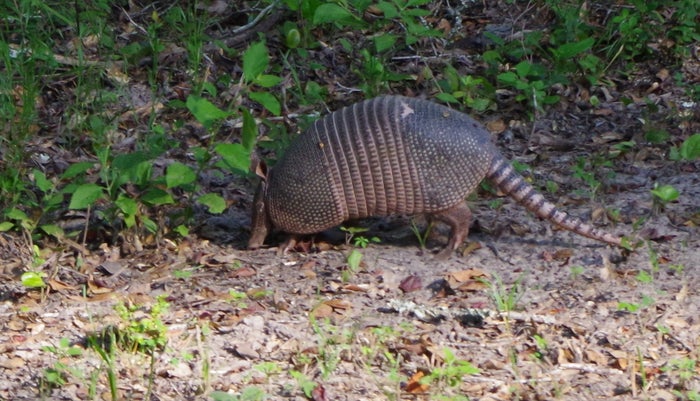 Big Thicket Armadillo Big Thicket Armadillo