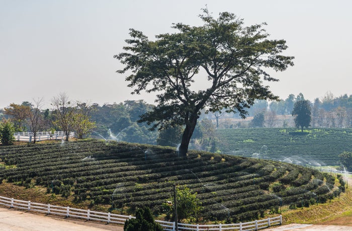 Luxury IHG Brands InterContinental and Kimpton Coming to Northern Thailand