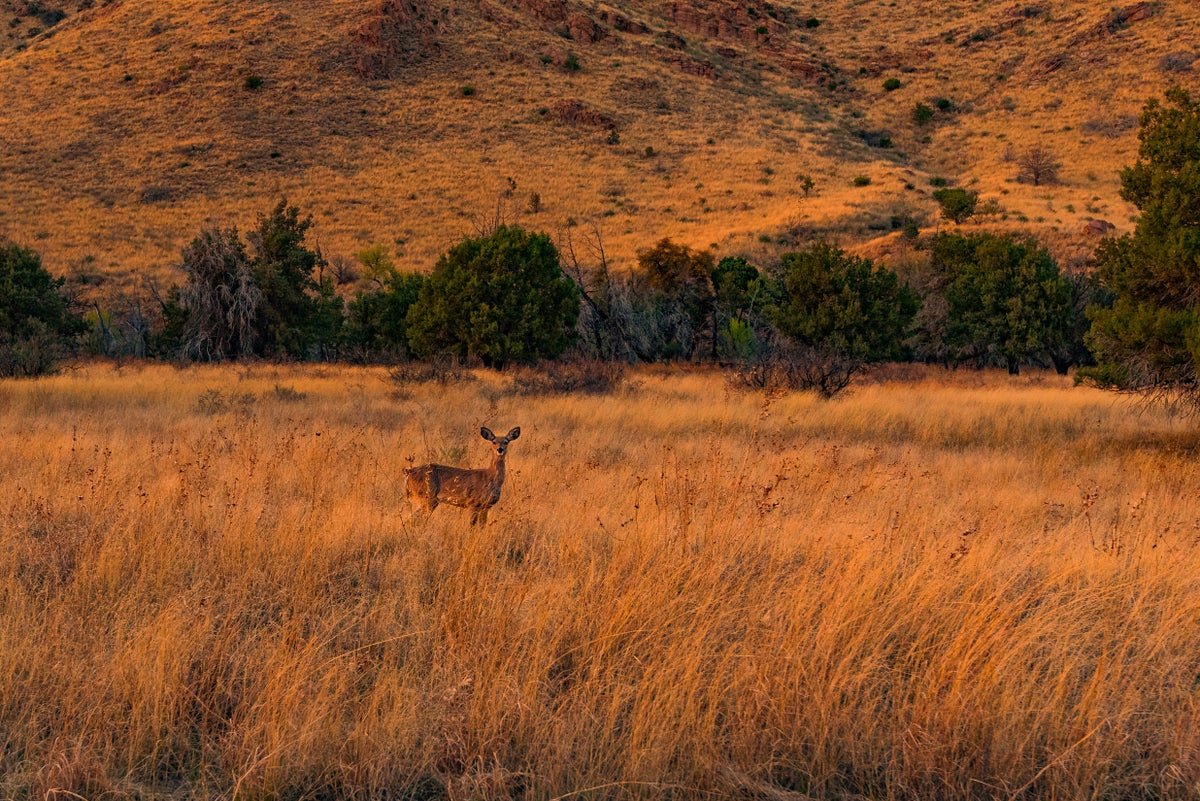 Deer in Chiricahua National Monument