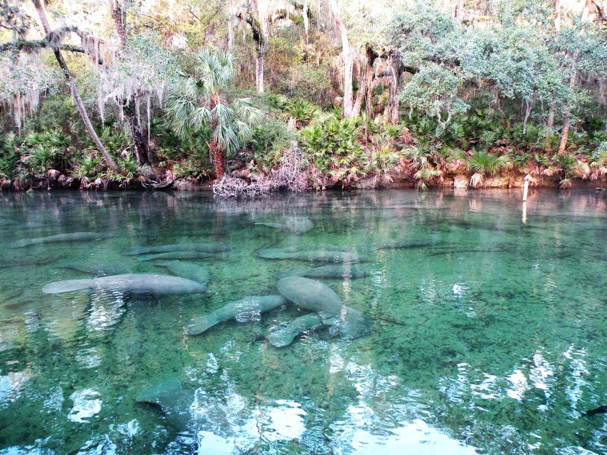 Blue Spring State Park Guide — Camping, Manatees, and More