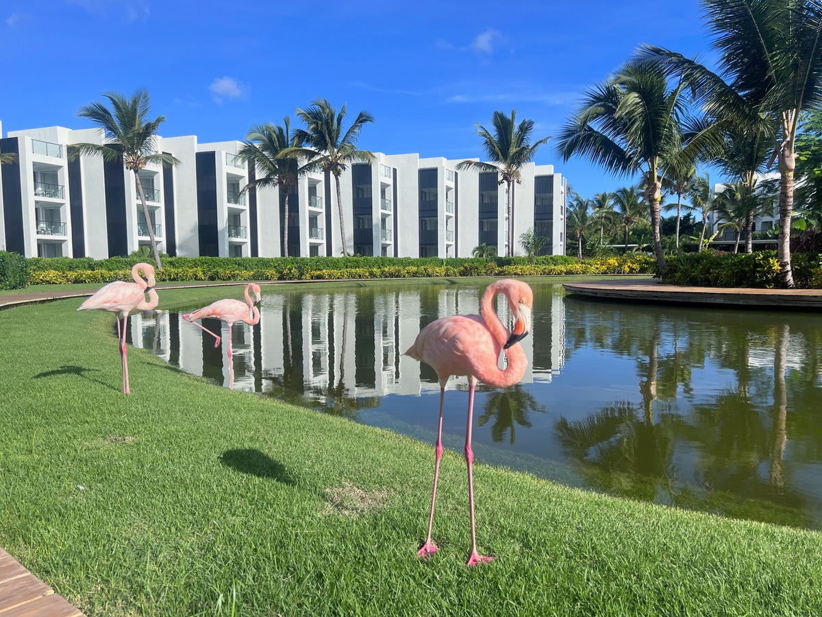 Finest Punta Cana flamingo habitat