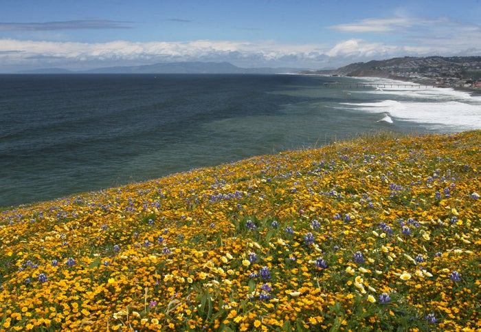 Mori Point in Full Bloom Mori Point in Full Bloom