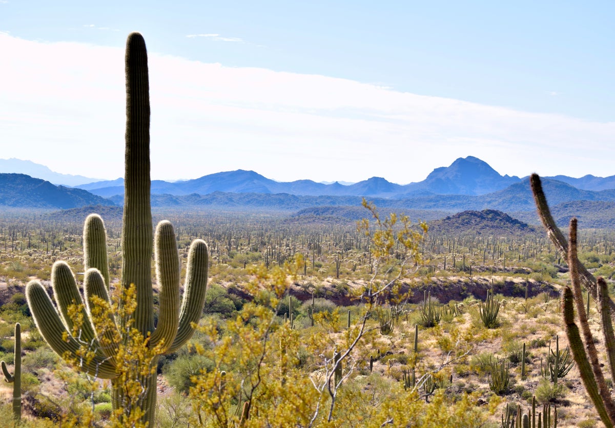 Organ Pipe Cactus National Monument Guide — Hiking, Camping, and More