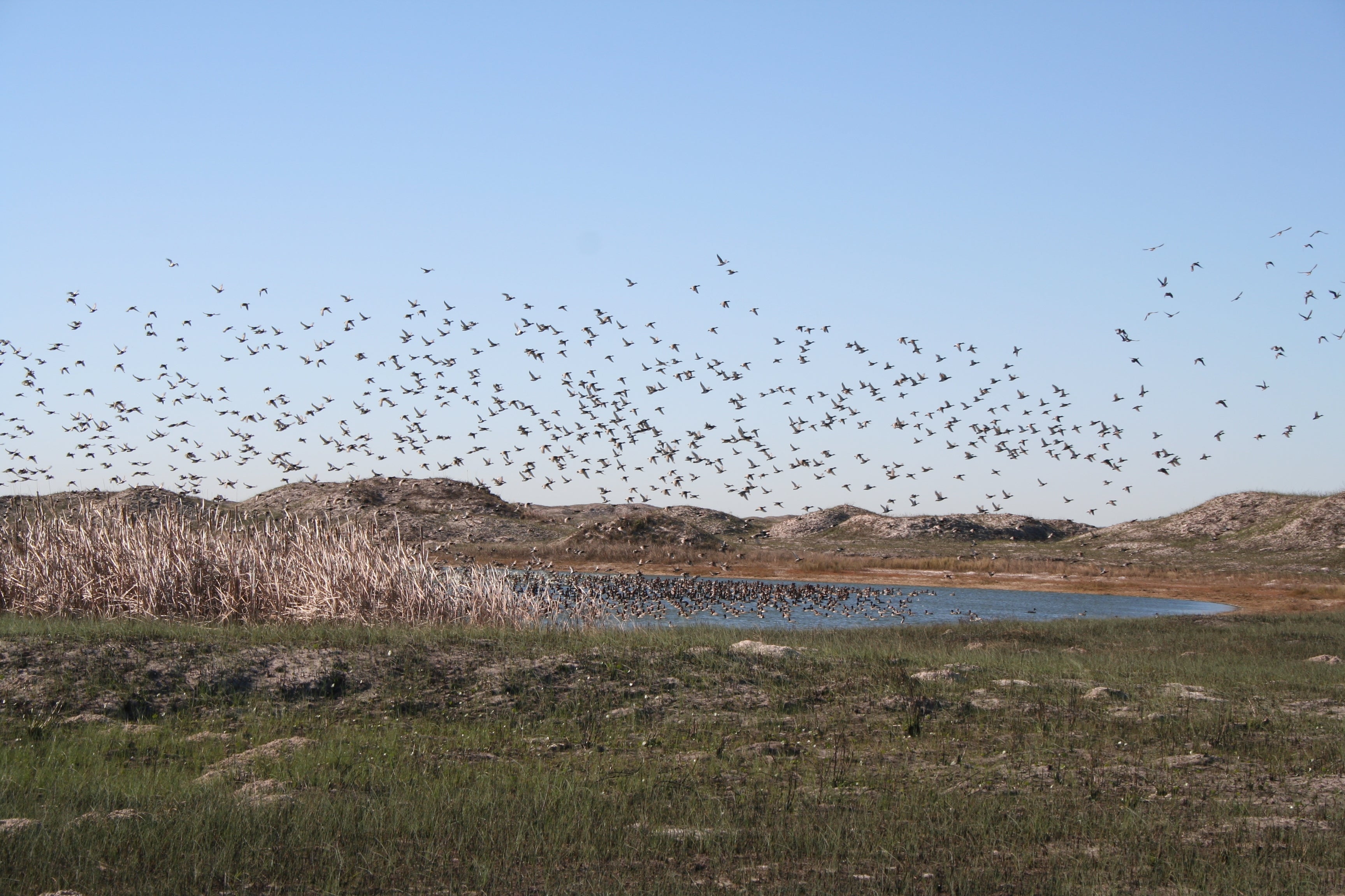 Padre Island National Seashore Guide - Camping, Turtles [2024]