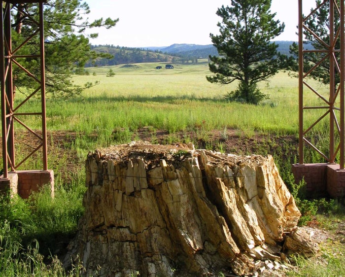 Petrified Redwood Trees Petrified Redwood Trees