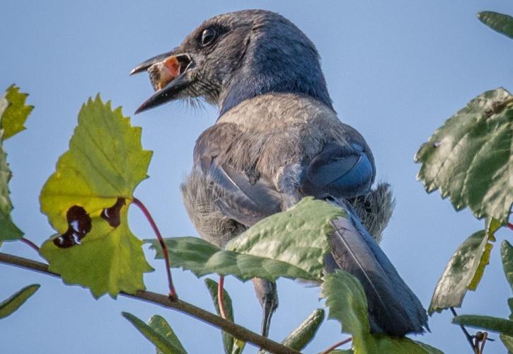 Blue Spring State Park Birding