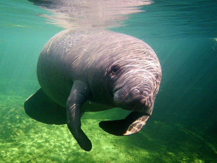 Blue Spring State Park Manatees Blue Spring State Park Manatees