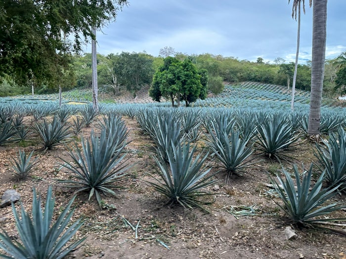Four Seasons Tamarindo Rancho Ortega