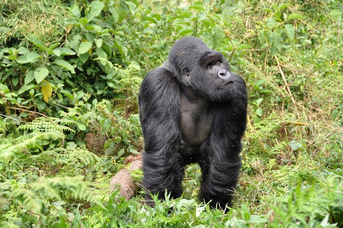 Gorilla Rwanda Gorilla Rwanda