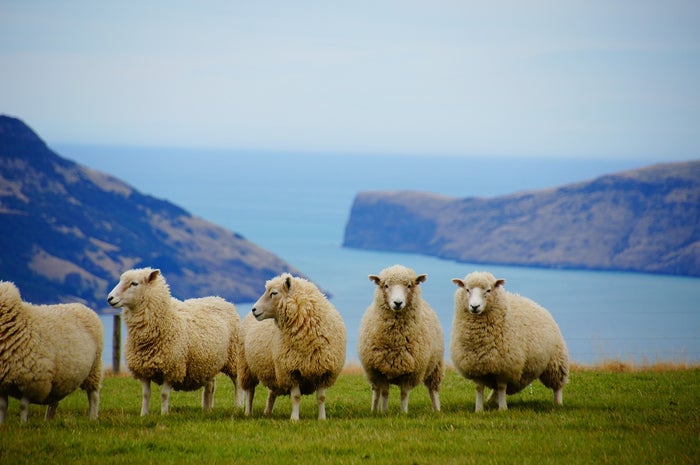 New Zealand New Zealand