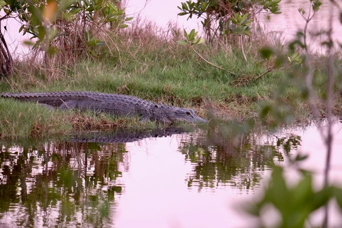 Alligator Everglades Alligator Everglades