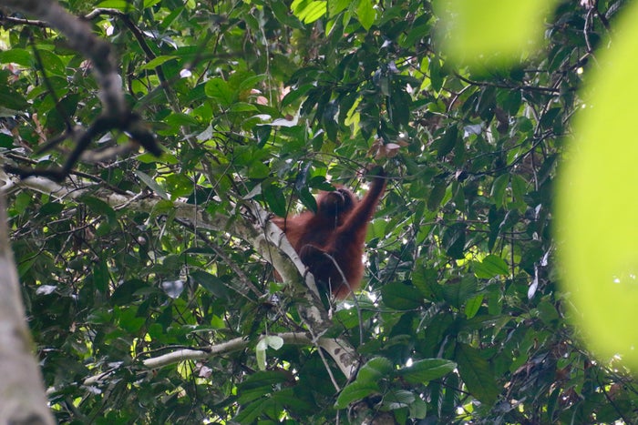 Baby orangutan Baby orangutan