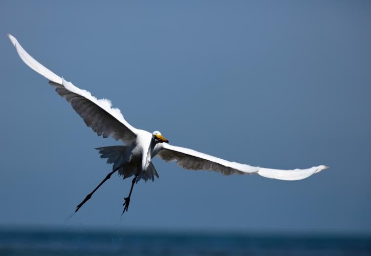 Bahia Honda State Park Birding