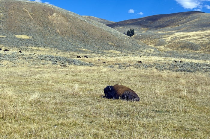 Bison Yellowstone Bison Yellowstone