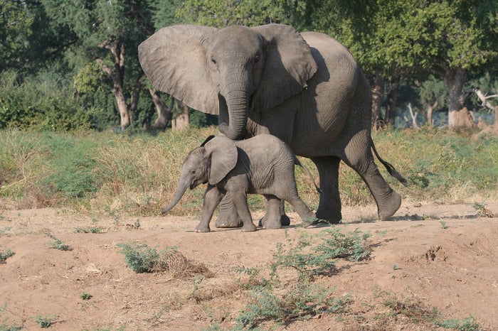 Elephant mom and baby