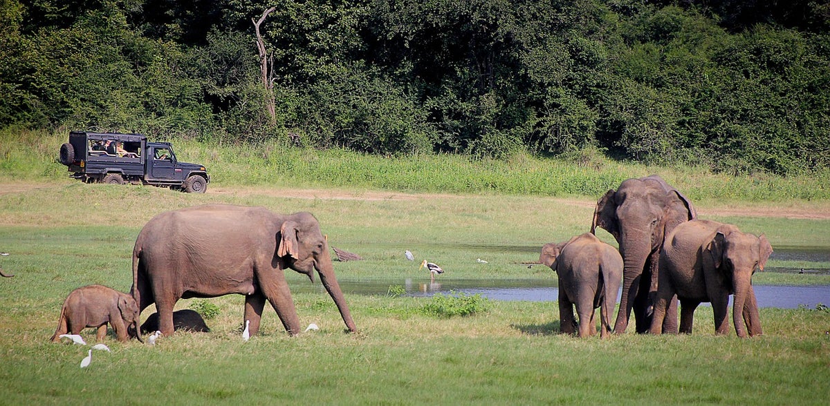 Elephants Sri Lanka 