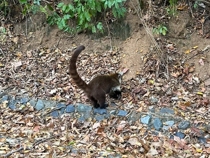 Four Seasons Tamarindo coatis