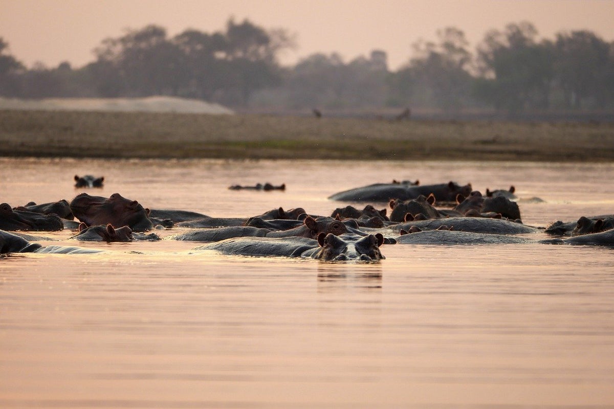 Hippos in river