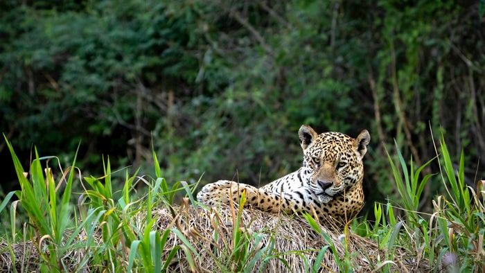 Jaguar Jaguar