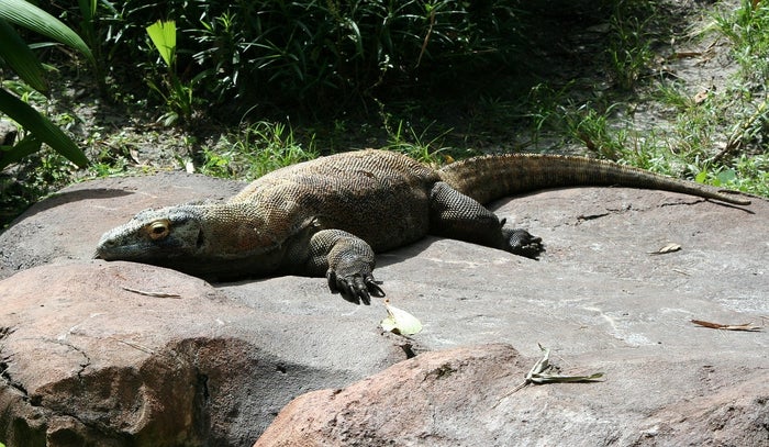 Komodo Komodo