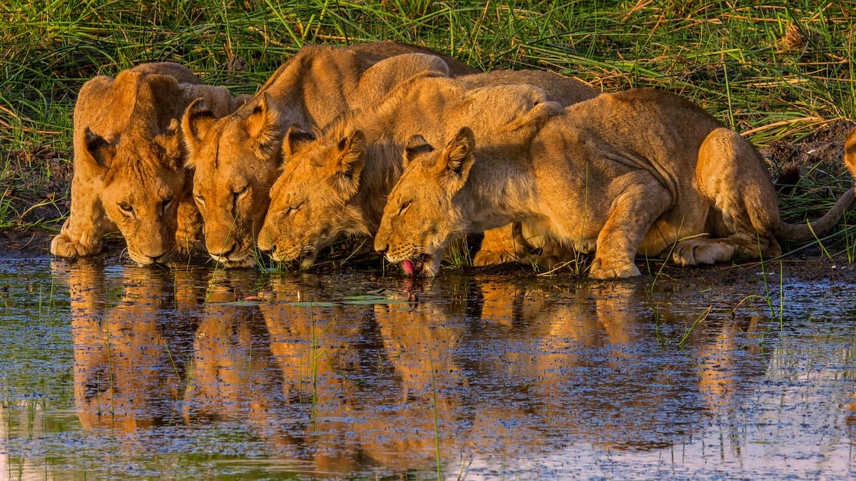 Lions Drinking
