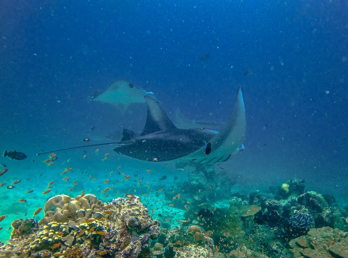 Manta Manta