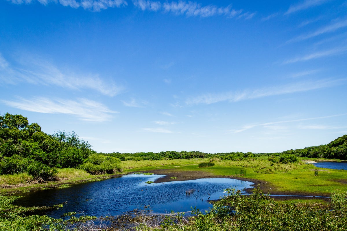 Myakka River State Park Guide — Canopy Walkway, Tours, and More